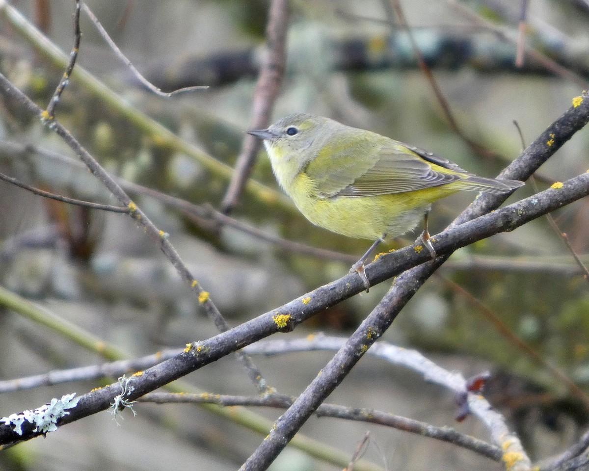 Orange-crowned Warbler - ML652210814