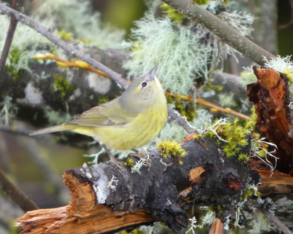Orange-crowned Warbler - ML652210815