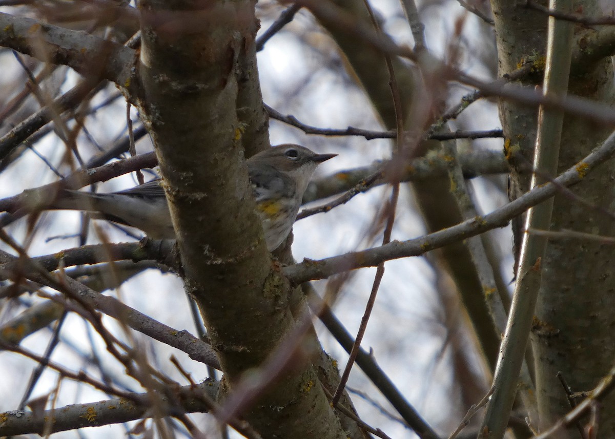 Yellow-rumped Warbler (Myrtle) - ML652210908