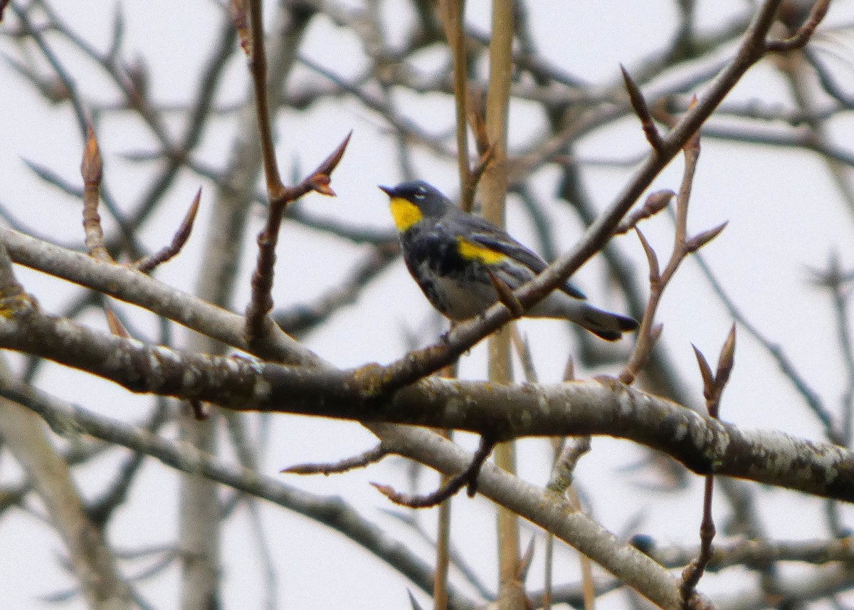 Yellow-rumped Warbler (Audubon's) - ML652210923