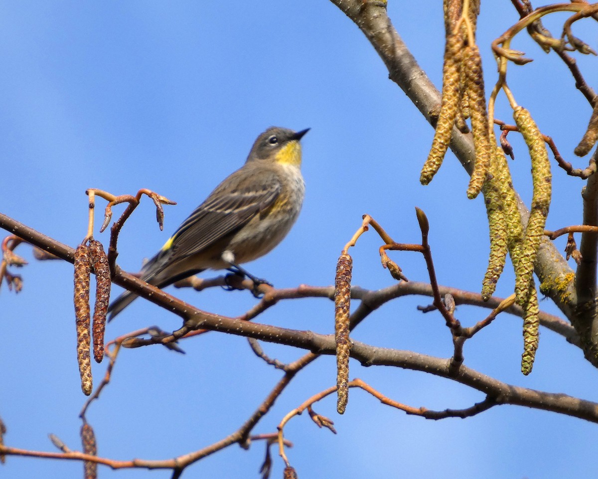 Yellow-rumped Warbler (Audubon's) - ML652210964