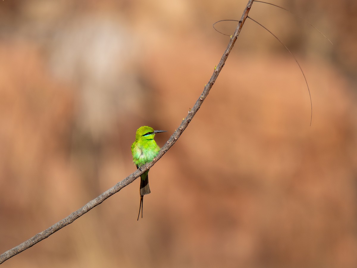 שרקרק צהוב גרון - ML652210967