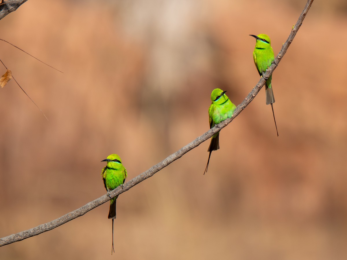 שרקרק צהוב גרון - ML652210968