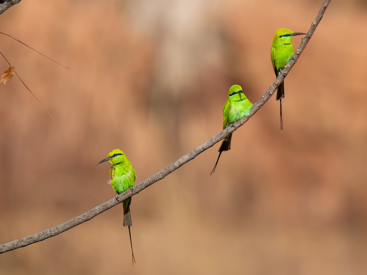 שרקרק צהוב גרון - ML652210969