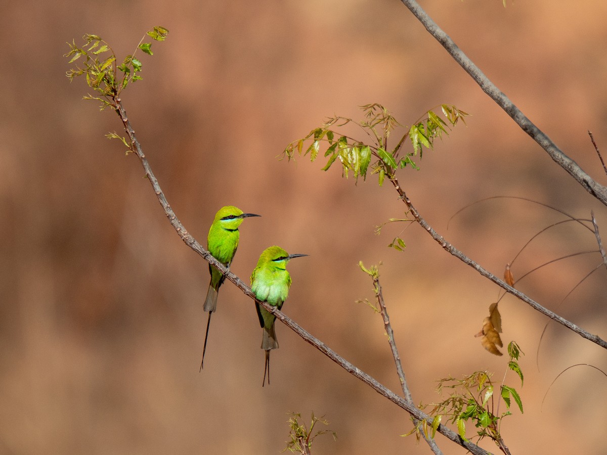 שרקרק צהוב גרון - ML652210971