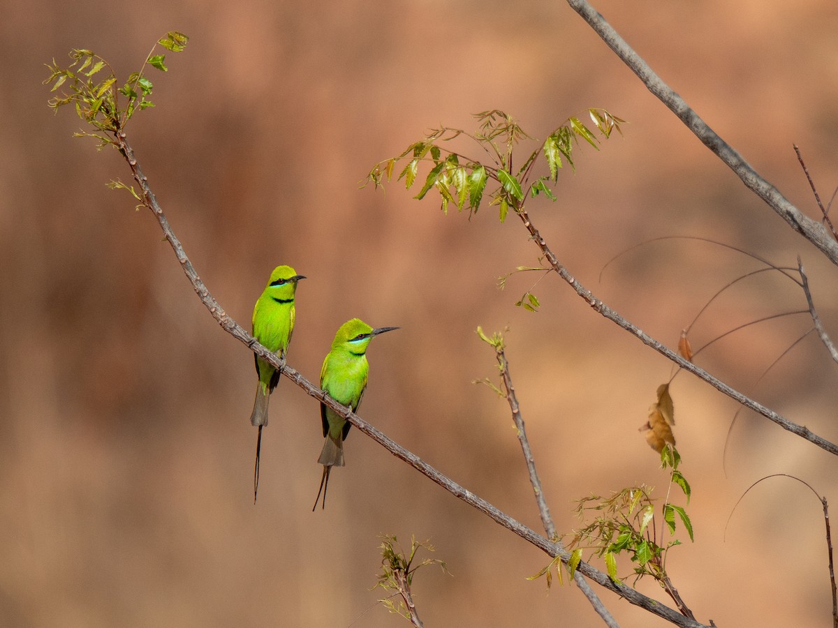 שרקרק צהוב גרון - ML652210972