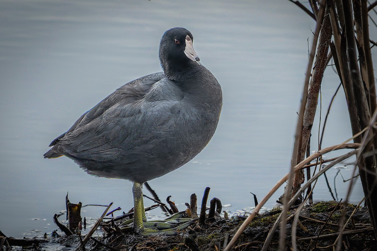 Kopetazuri amerikarra - ML652211143