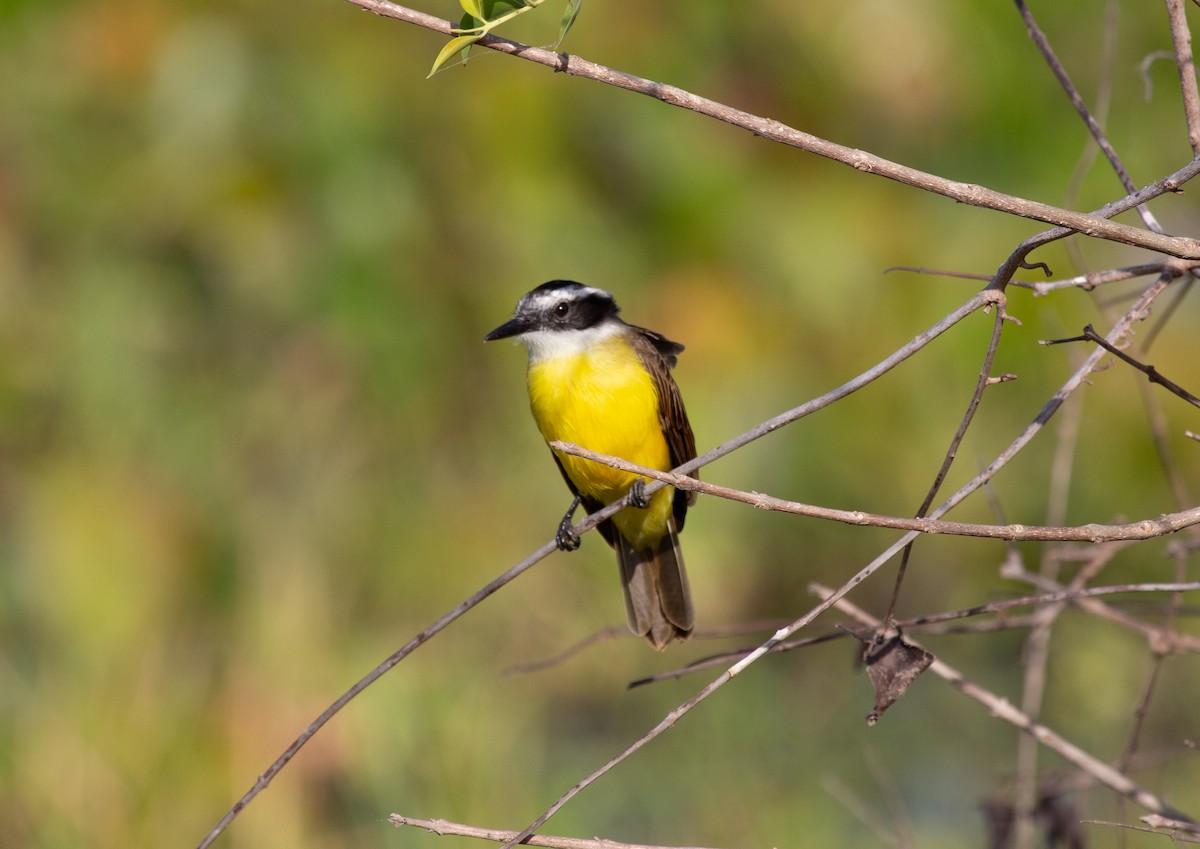 Lesser Kiskadee - ML652211151