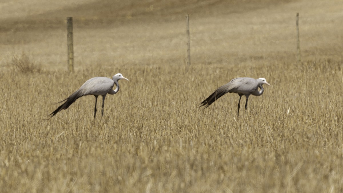 Blue Crane - ML652211178