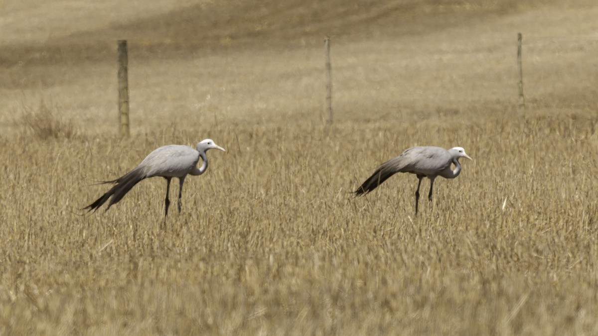 Blue Crane - ML652211179