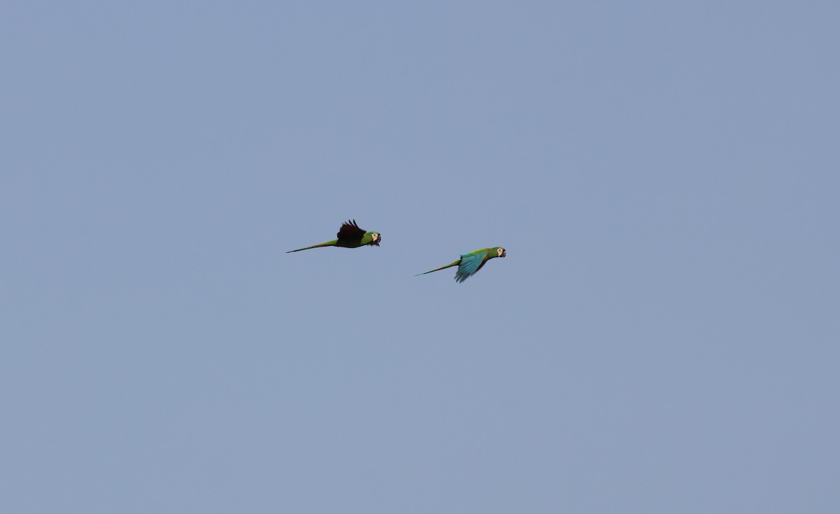 Chestnut-fronted Macaw - ML652211286