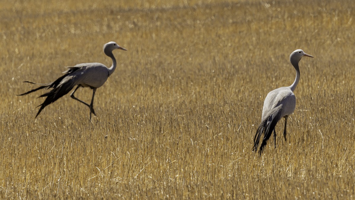 Blue Crane - ML652211317