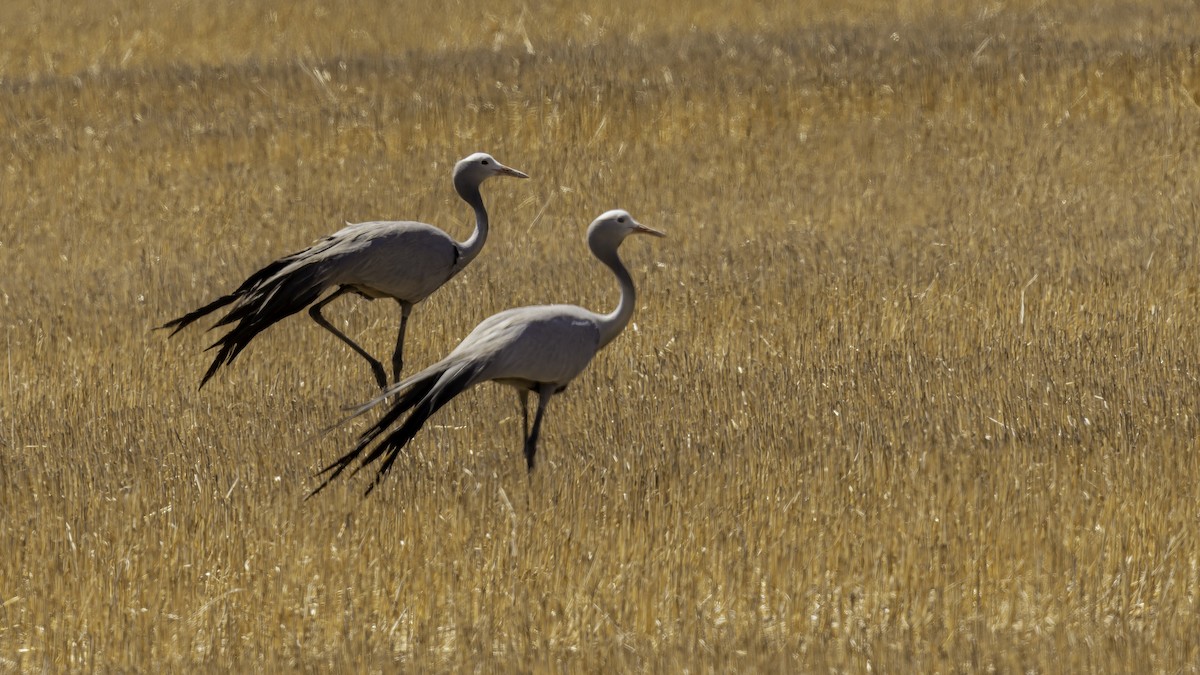 Blue Crane - ML652211318