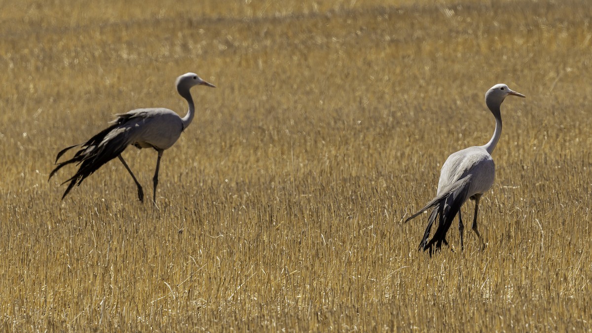 Blue Crane - ML652211319