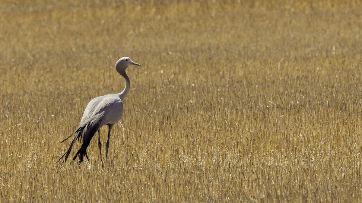 Blue Crane - ML652211320