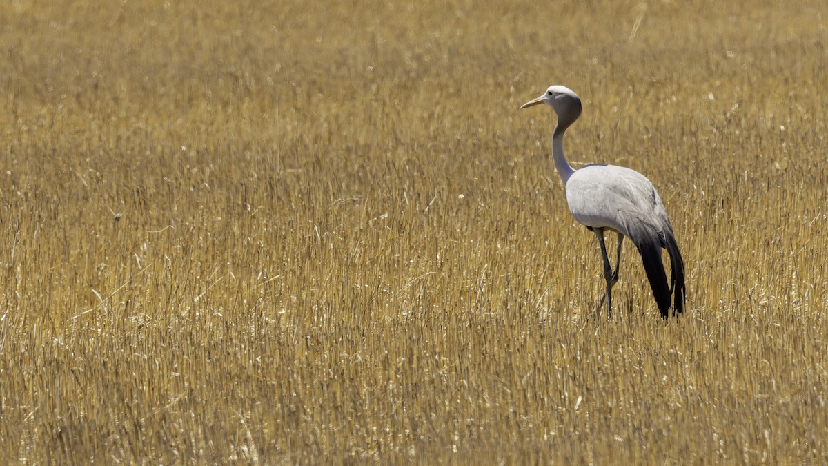 Blue Crane - ML652211321