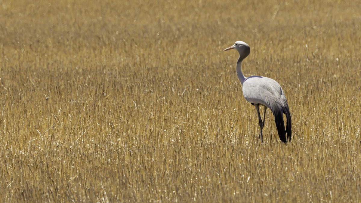 Blue Crane - ML652211322