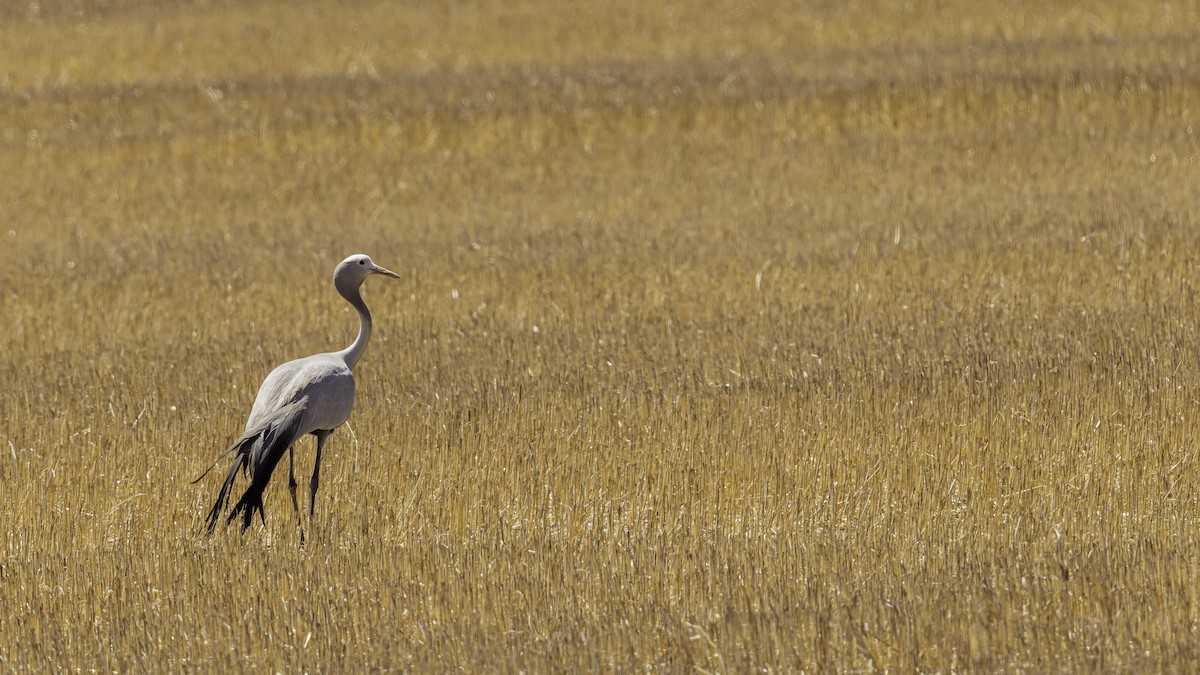 Blue Crane - ML652211324
