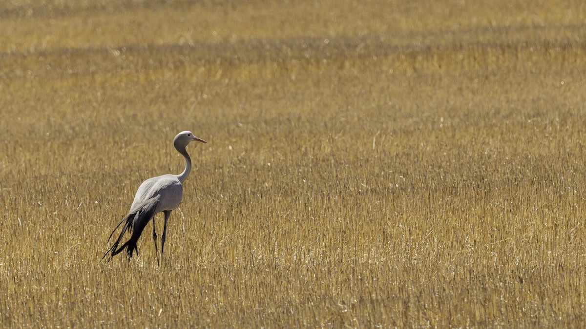 Blue Crane - ML652211325