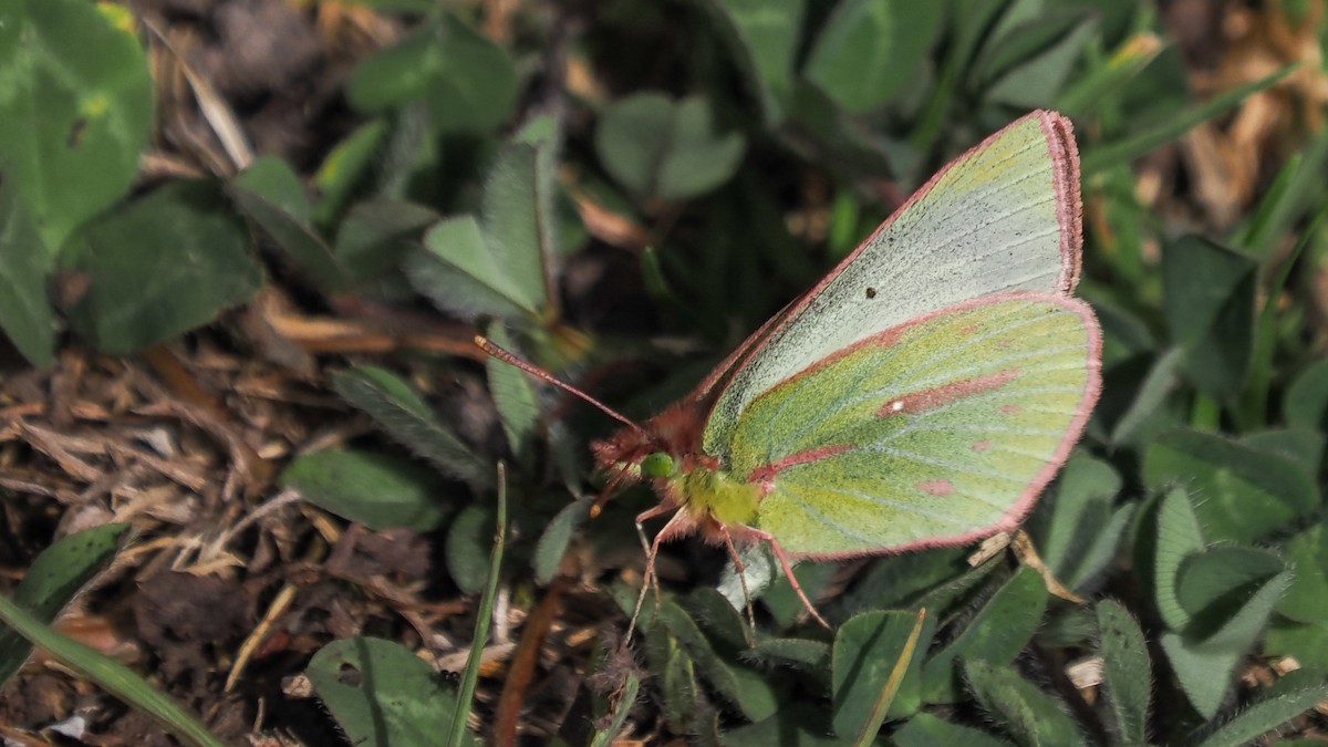 Dimera Sulphur - ML652211352