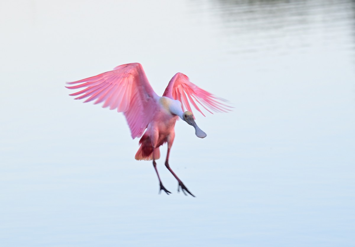 Roseate Spoonbill - ML652211386