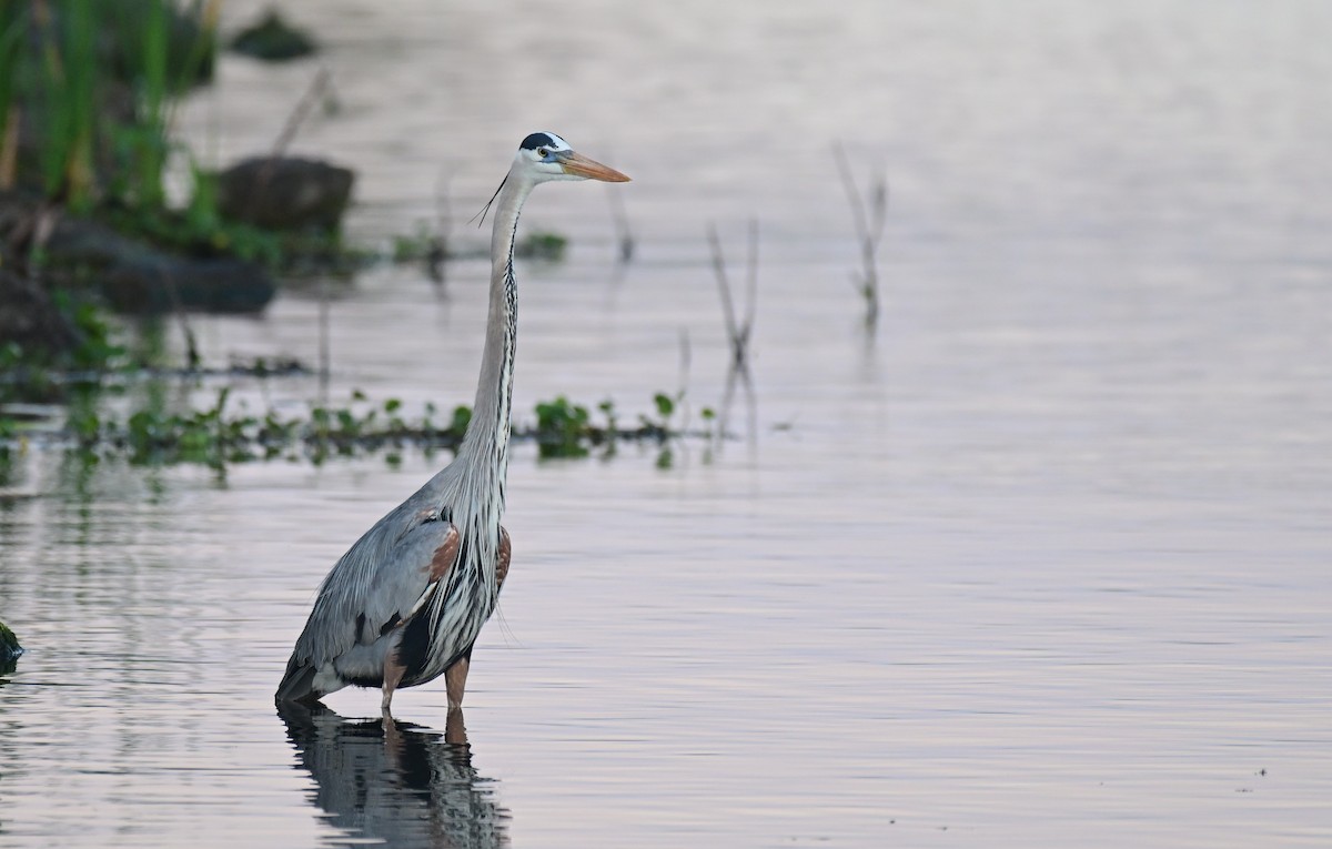 Great Blue Heron - ML652211426