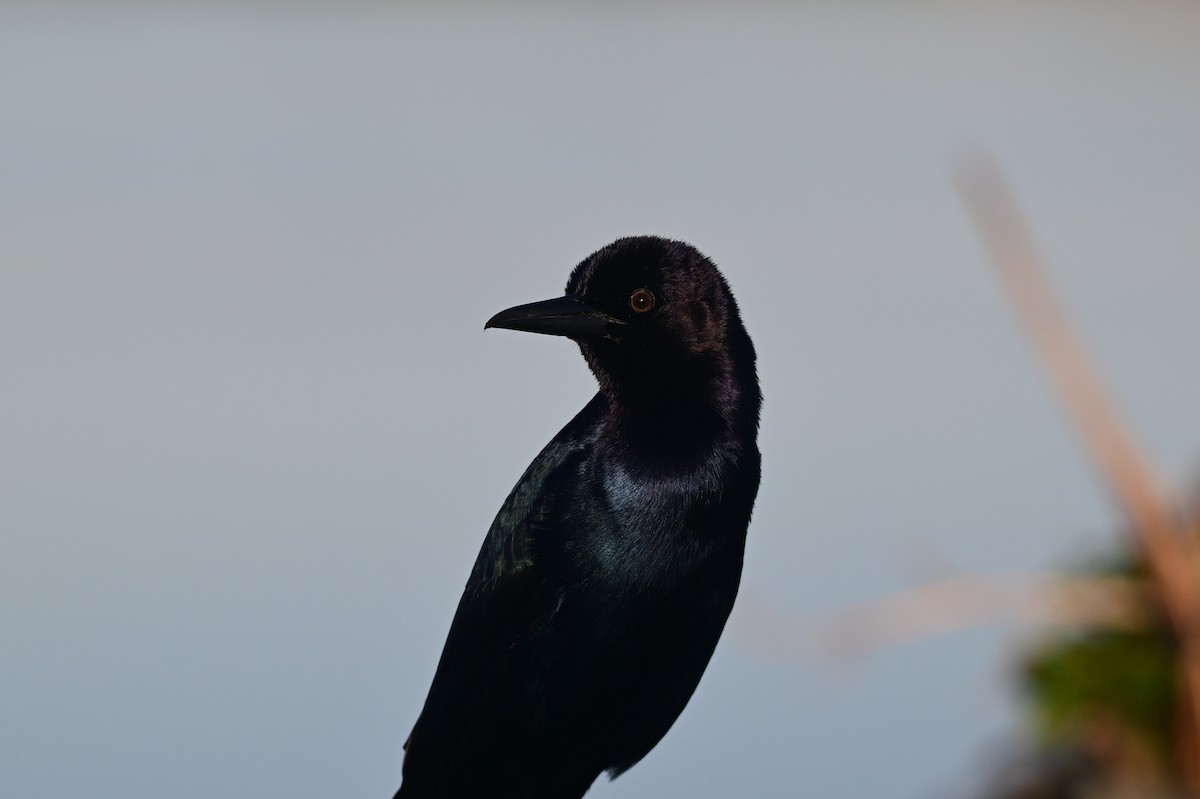 Boat-tailed Grackle - ML652211486