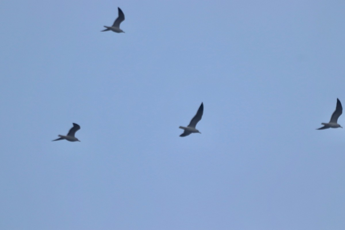 ニシセグロカモメ - ML652211491