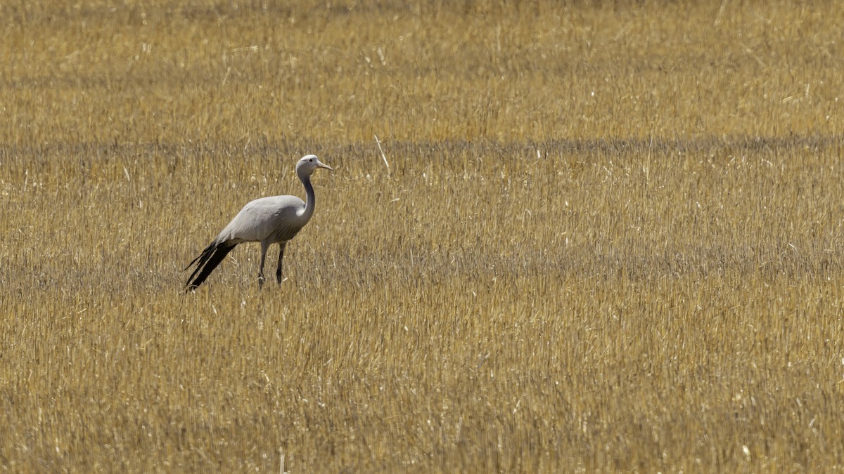 Blue Crane - ML652211543