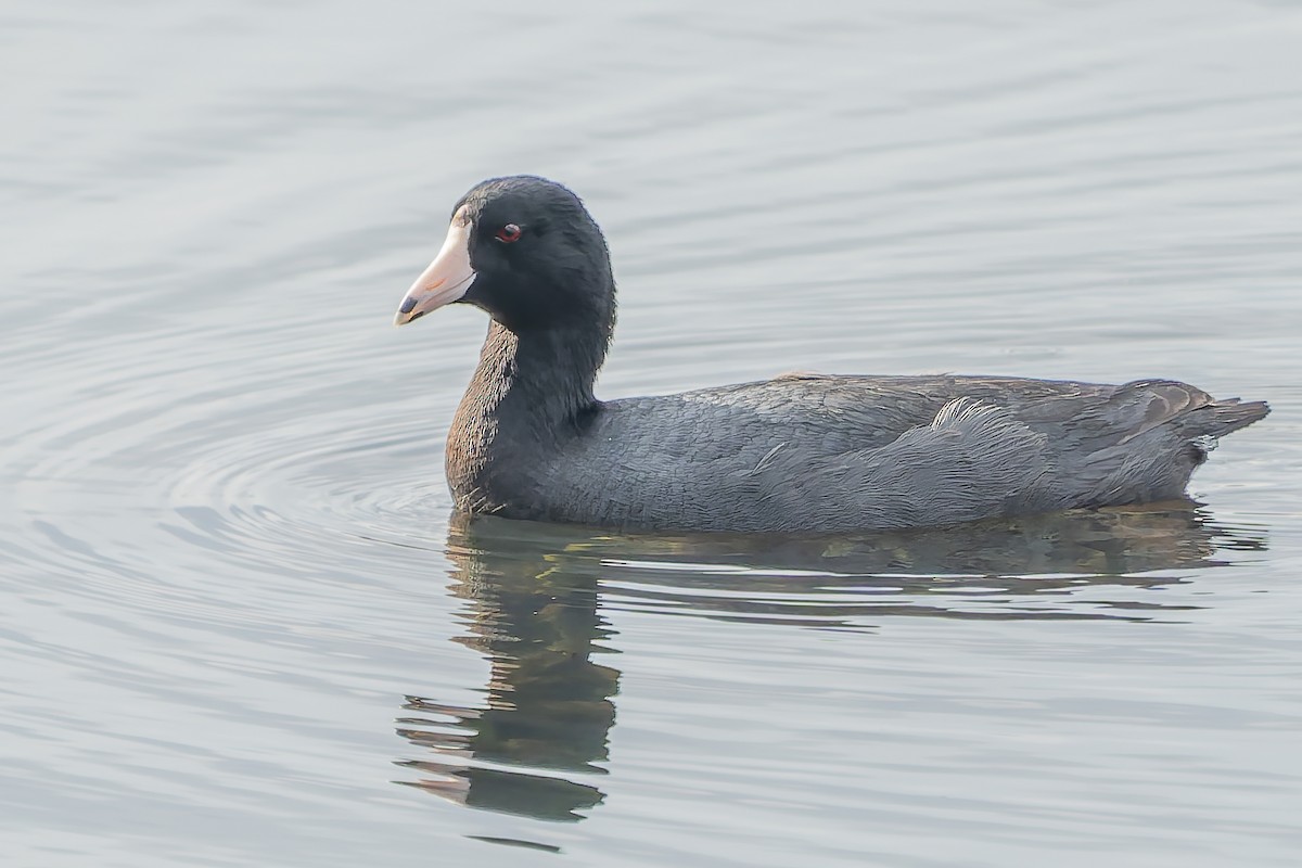 Kopetazuri amerikarra - ML652211551