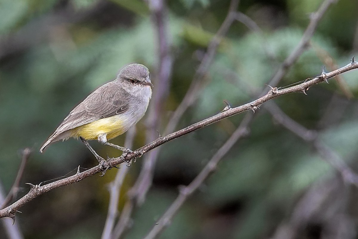 Yellow-bellied Eremomela - ML652211562