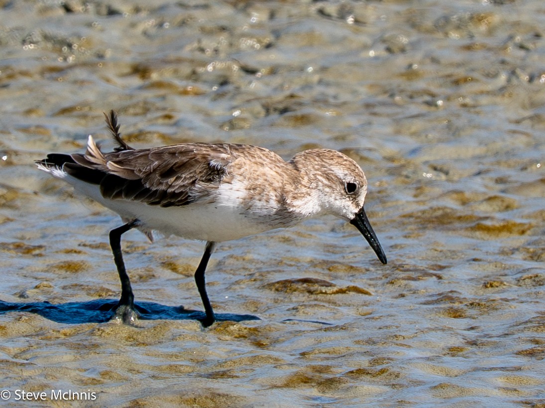 Gambecchio semipalmato - ML652211569