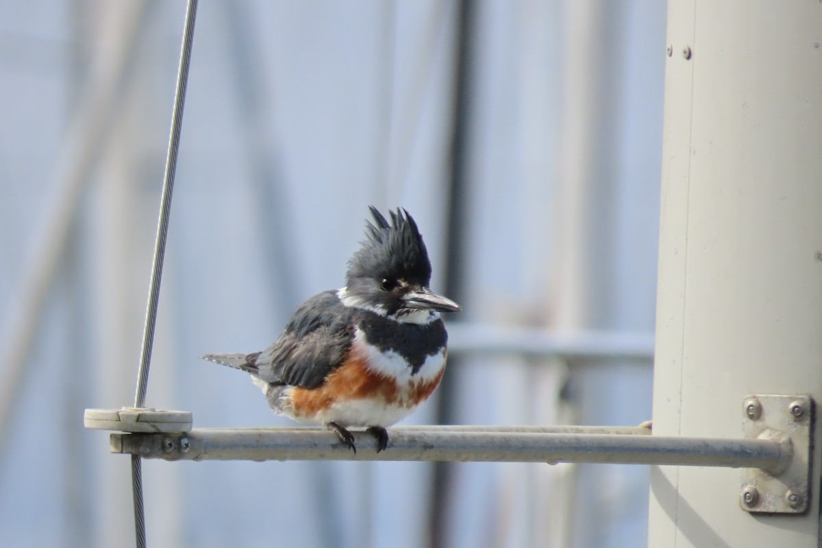 Belted Kingfisher - ML652211695
