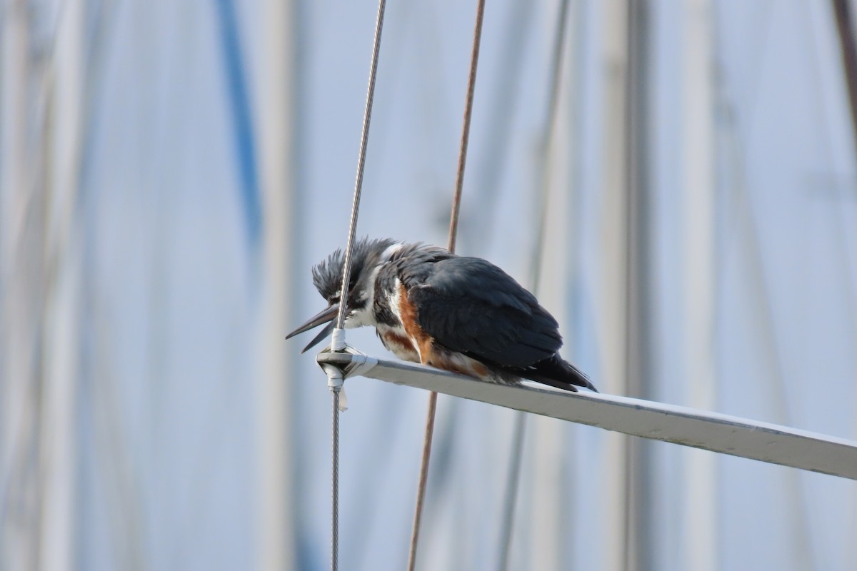 Belted Kingfisher - ML652211696