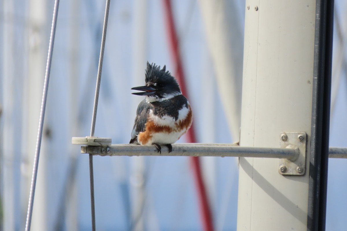 Belted Kingfisher - ML652211697
