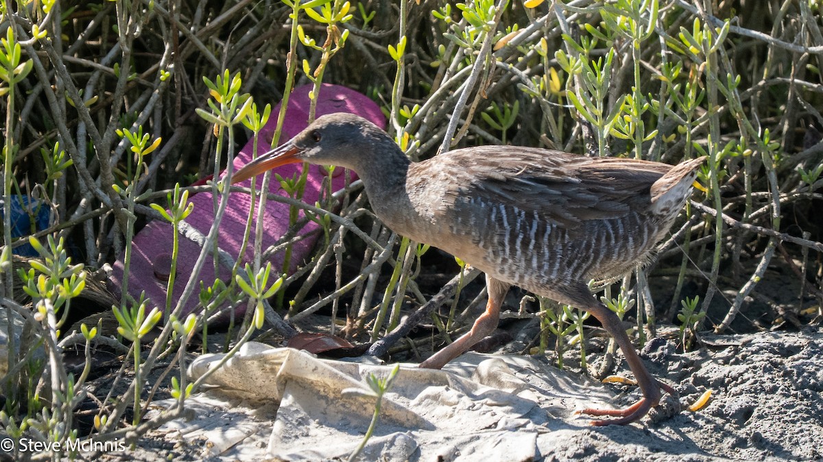 Mangrove Rail - ML652211723