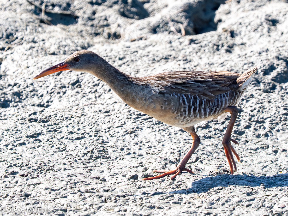 Mangrove Rail - ML652211724
