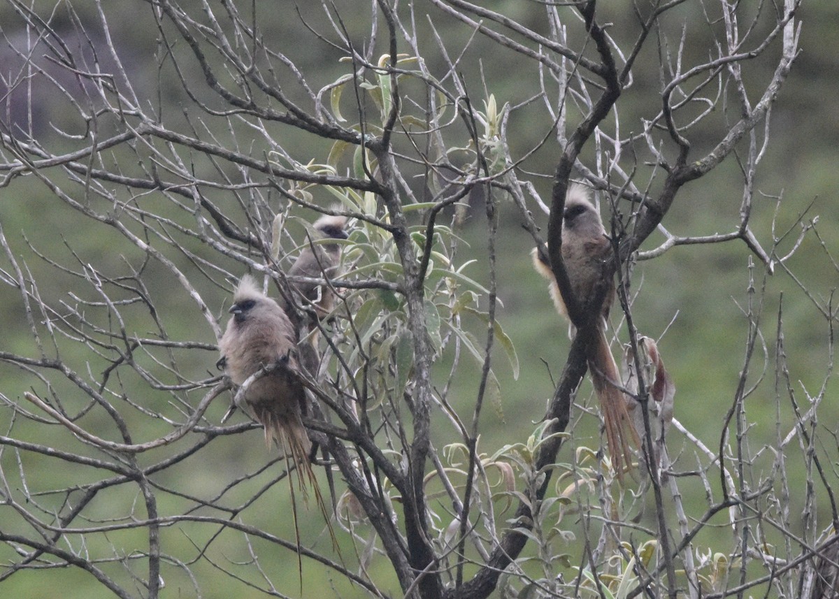 Speckled Mousebird - ML652211732