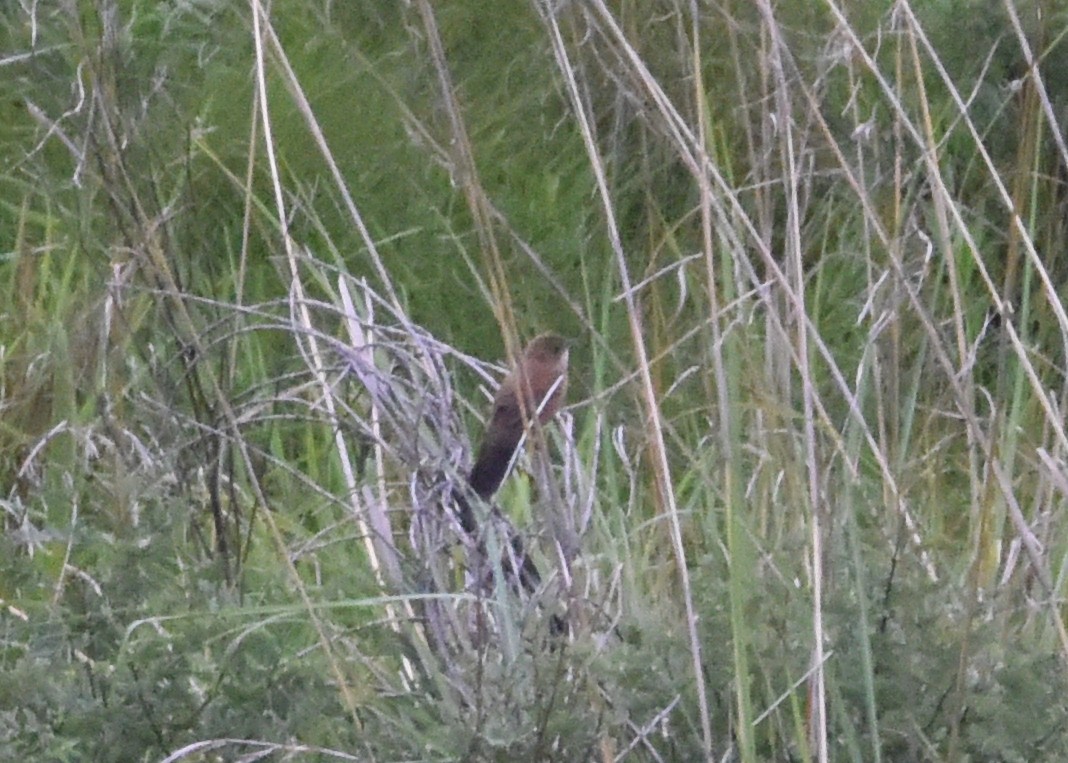 Fan-tailed Grassbird - ML652211771