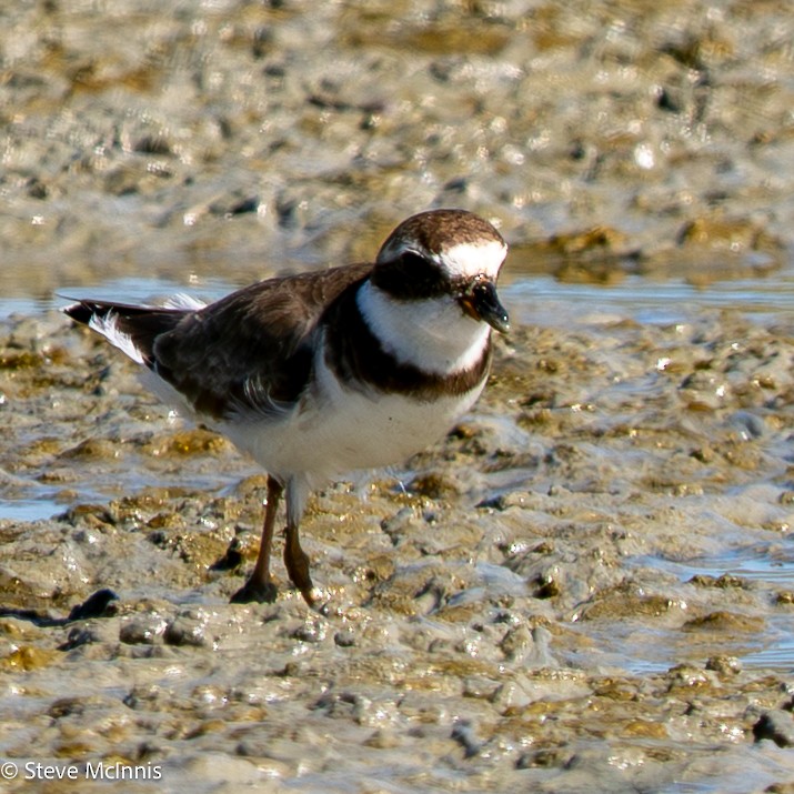 Semipalmated Plover - ML652211773