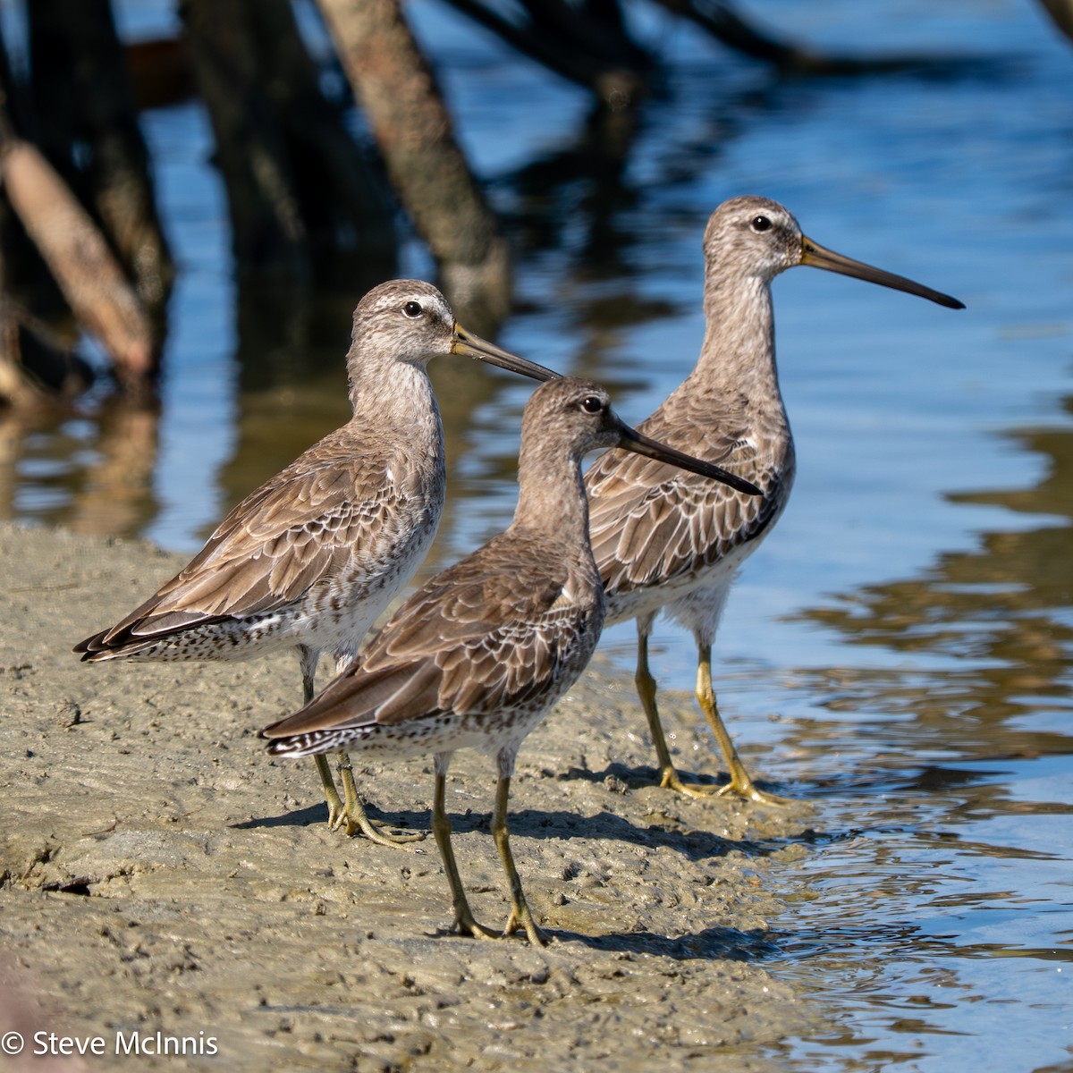 Short-billed Dowitcher - ML652211814