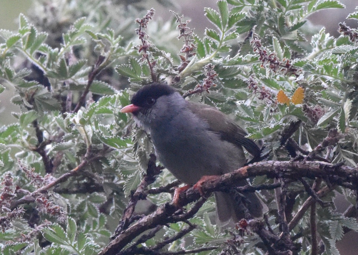 Bush Blackcap - ML652211839