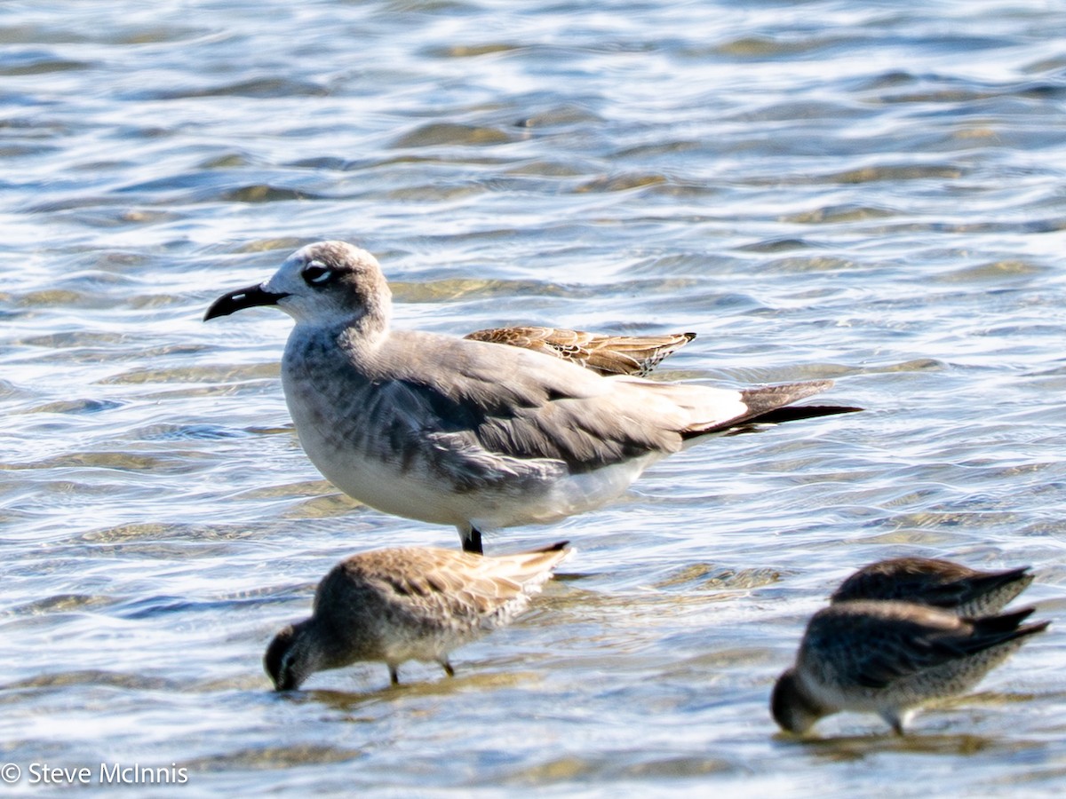 Gabbiano sghignazzante - ML652211840