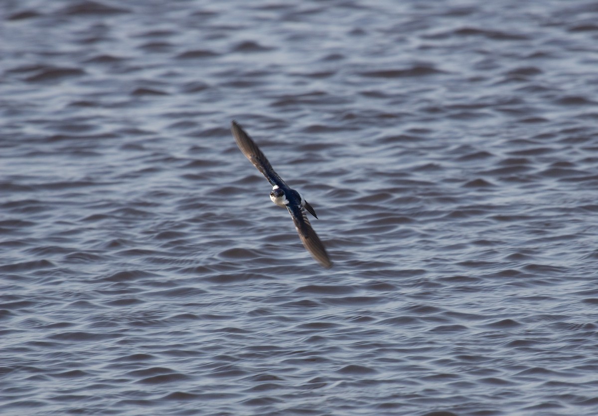White-winged Swallow - ML652211868