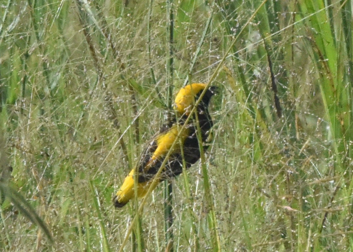 Euplecte vorabé - ML652211904