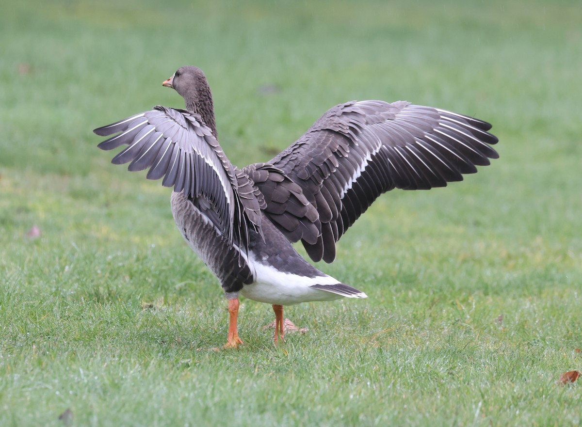 Greater White-fronted Goose - ML652211933