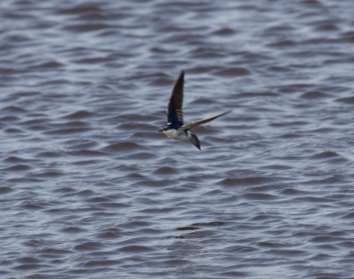 White-winged Swallow - ML652211966
