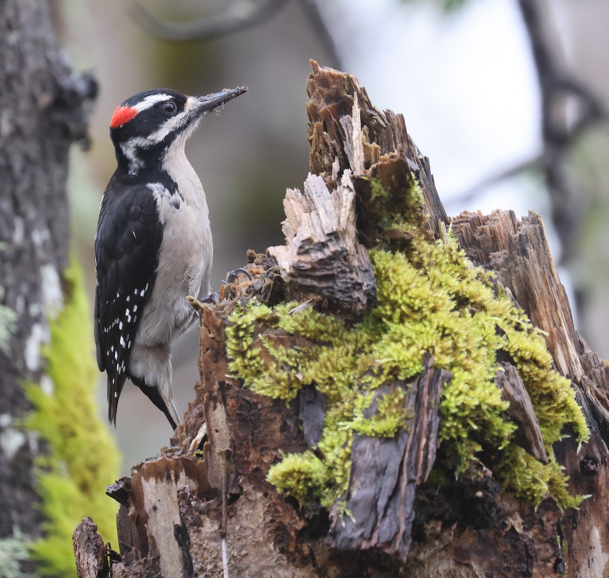 Hairy Woodpecker - ML652211971