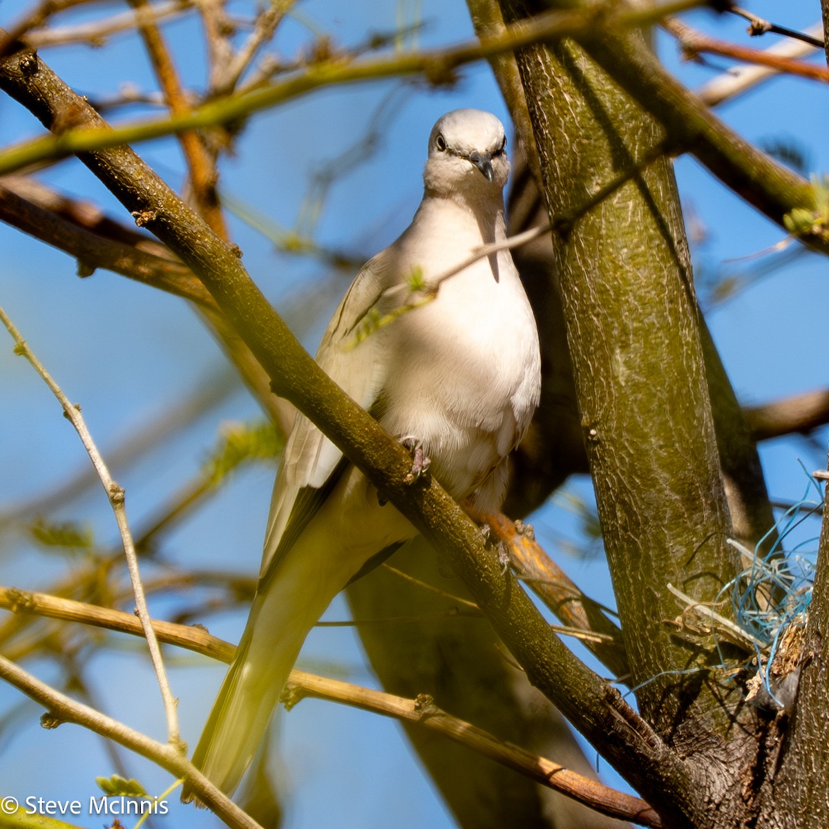 Picui Ground Dove - ML652211996