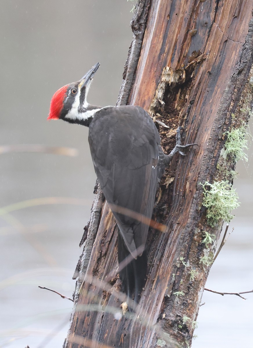 Pileated Woodpecker - ML652211997